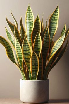 a potted plant sitting on top of a wooden table next to a white wall