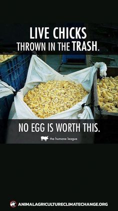 an advertisement for live chicks thrown in the trash, no egg is worth to eat