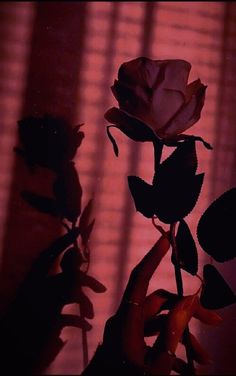 the shadow of a rose on a window sill with blinds in the back ground