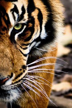 a close up of a tiger's face looking at the camera