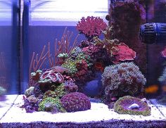 an aquarium filled with lots of different types of corals and seaweed in it