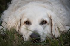 a white dog laying in the grass with its eyes open and it's head resting on the ground