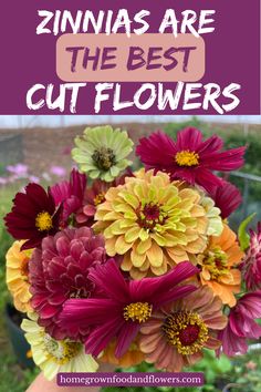 flowers in a vase with the words, zinnias are the best cut flowers