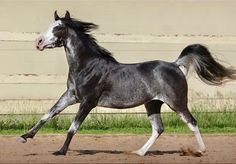 a black and white horse is running in the dirt