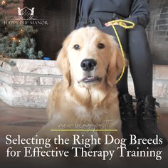 a golden retriever sitting next to a woman in black boots and tights with the words selecting the right dog breeds for effective therapy