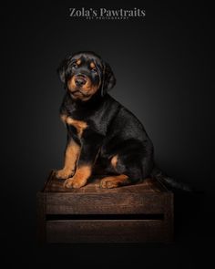 a black and brown dog sitting on top of a wooden table with the caption zola's pawtraits