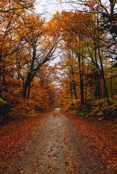 an empty road surrounded by trees with leaves on the ground