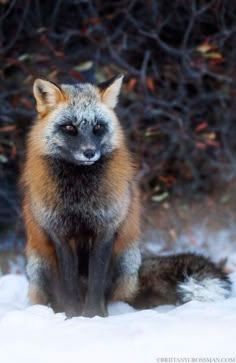 a red fox sitting in the snow looking at the camera