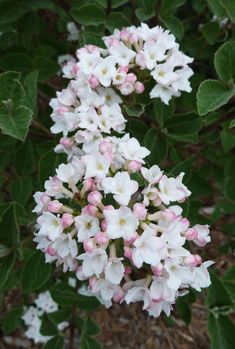 white and pink flowers with green leaves in the background