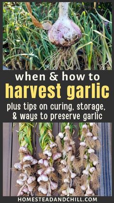 garlic growing in the garden with text overlay that reads when and how to harvest, harvesting