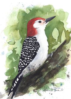 5x7 Watercolor Print of a Red-bellied Woodpecker, From a Painting by Laura Poss - Etsy Bird Watercolor Paintings, Watercolor Painting Techniques, Watercolor Art Lessons, Painting Lessons, Custom Watercolor, Watercolor Bird, Watercolor Animals, Birds Painting