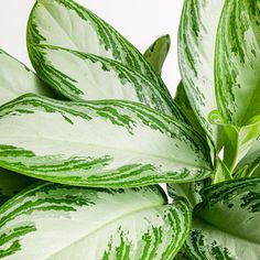 Aglaonema Silver Bay, una planta asiática, de fácil cuidado y esplendorosa belleza Aglaonema Silver Bay, Plant Leaves