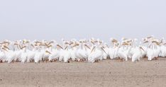 a large group of white birds standing next to each other