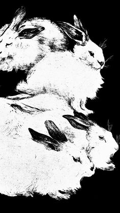 black and white drawing of three rabbits on a black background, with one rabbit looking at the camera