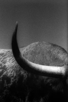 an animal with large horns standing in the dirt