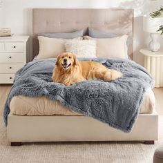 a large brown dog laying on top of a bed covered in a blue fluffy blanket