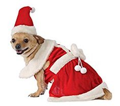 a small dog wearing a santa claus outfit