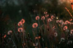 some dandelions are growing in the grass at sunset or dawn, with water droplets on them