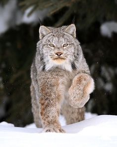 a cat walking in the snow with it's paw up