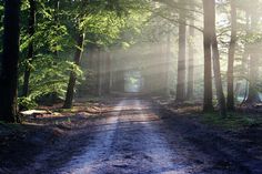 the sun shines through the trees on a dirt road in the middle of a forest