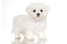 a small white dog standing up against a white background