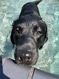 a black dog in the water looking up