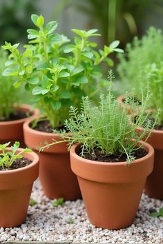 there are many potted plants in the garden