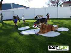 a group of dogs are playing in the yard