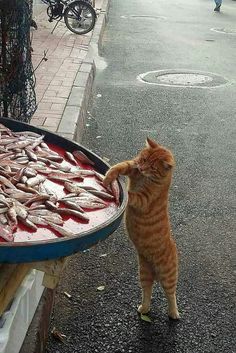 an orange tabby cat standing on its hind legs in front of a fish tray