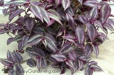 purple plant with green leaves in front of a white door and window sill on the side of a house