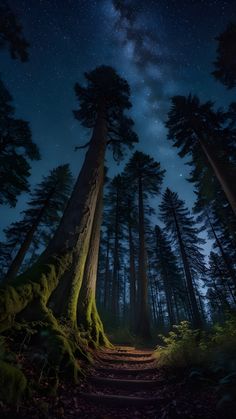 the night sky is lit up over a forest with tall trees and mossy ground