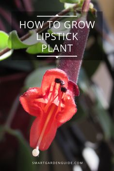 a red flower with the words how to grow lipstick plant on it's side