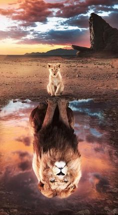 two lions are standing on top of a puddle in the desert, one is looking at the camera