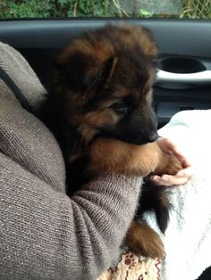 a person holding a puppy in their lap