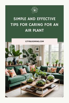 Living room filled with lush houseplants and air plants in glass bowls on a coffee table. Plant Holder Ideas, Building A Patio