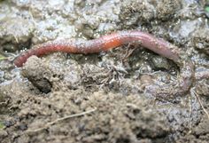 a red worm crawling in the mud