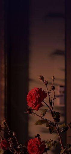 some red roses are in a vase on the table and one is still blooming