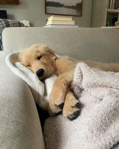 a brown dog laying on top of a couch under a blanket