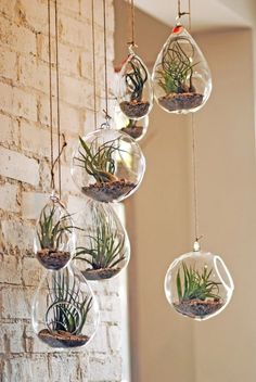 hanging air plant terrariums in clear glass vases on a brick wall by the window