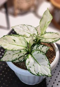 a white and green potted plant sitting on top of a table