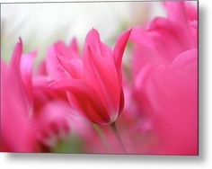 pink flowers are blooming in the sun on a sunny day with blurry background