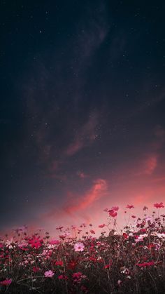 a field full of pink flowers under a night sky