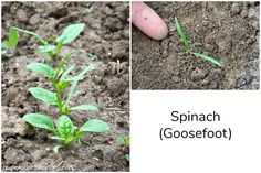 two pictures showing different stages of sprout growth in soil and on the ground