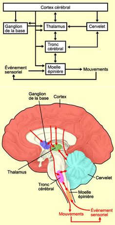 LE CERVEAU À TOUS LES NIVEAUX! Doctor Quotes Medical, Brain Nerves, Cerebral Cortex, Psychology Major, Brain Science, Medical Anatomy