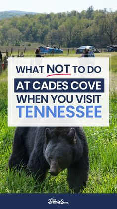 a black bear standing in the grass with a sign over its head that says, what not to do at cades cove when you visit tennessee