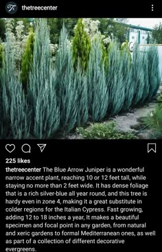 the blue arrow is a wonderful plant to see in this garden, and it's very