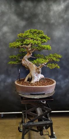 a bonsai tree sitting on top of a table next to a black wall with clouds in the background