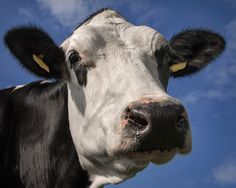 a black and white cow with yellow tags on its ears looking at the camera while standing in front of a blue sky