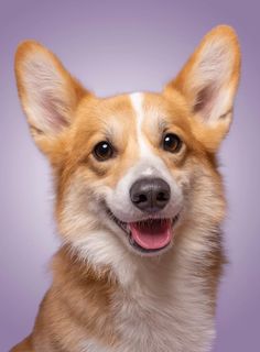 a close up of a dog's face on a purple background