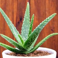 an aloei plant with white spots on it